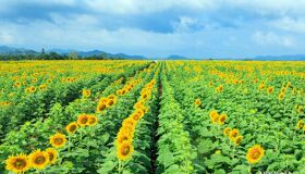Begin your visa-prepared day with Vietnam’s tranquil ambiance